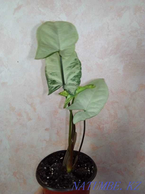 Syngonium White Butterfly. Almaty - photo 1
