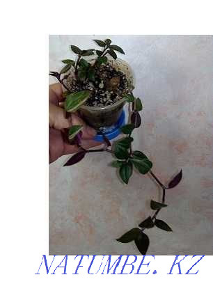 Tradescantia with multi-colored small-leaved foliage. Almaty - photo 1