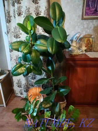 I will sell a room flower the price is negotiable Pavlodar - photo 4