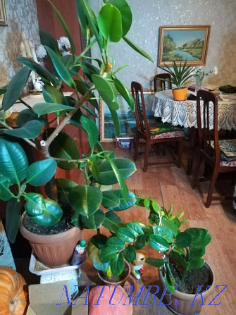 I will sell a room flower the price is negotiable Pavlodar - photo 2