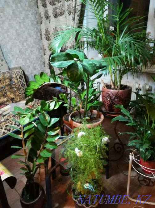 Продам комнатный цветок цена договорная Павлодар - изображение 3