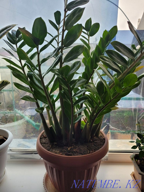 Продаётся комнатный цветок  - изображение 1