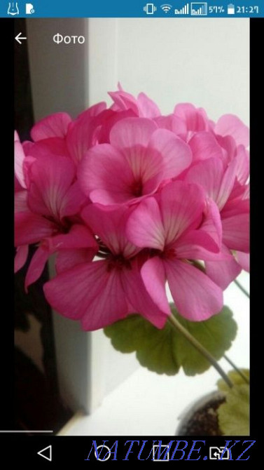 Цветы Комнатные 1 Караганда - изображение 1