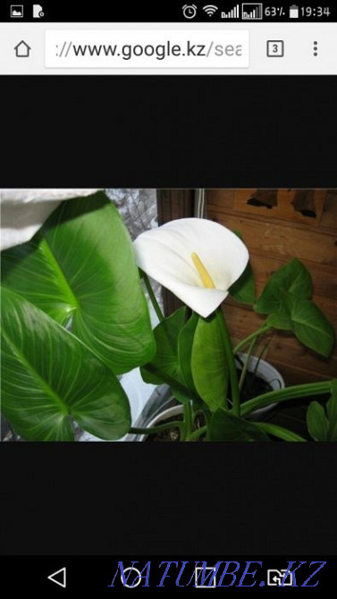 Цветы Комнатные 1 Караганда - изображение 3