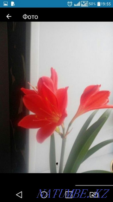 Цветы Комнатные 1 Караганда - изображение 2