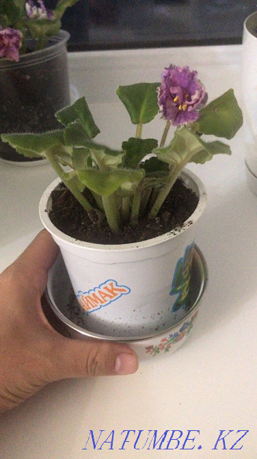 Violets! indoor plants! Astana - photo 6