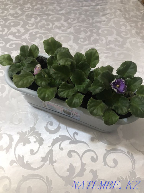 Violets! indoor plants! Astana - photo 3