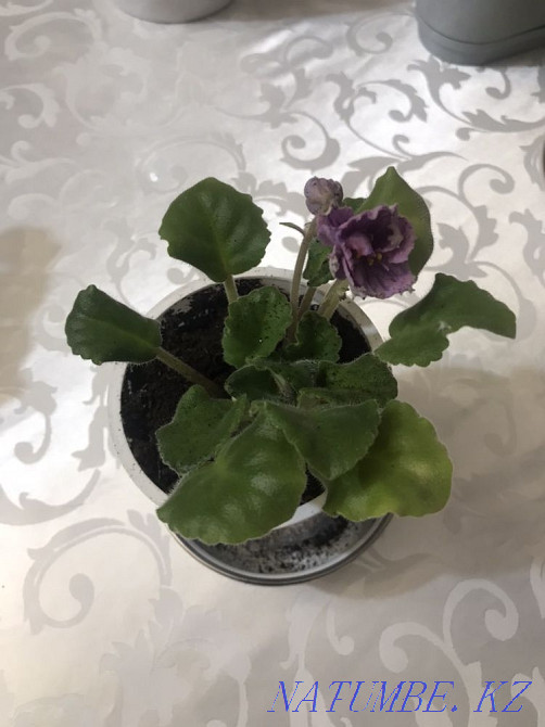 Violets! indoor plants! Astana - photo 5