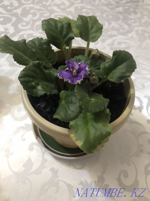 Violets! indoor plants! Astana - photo 4