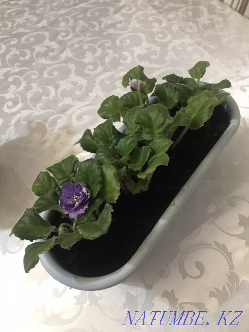 Violets! indoor plants! Astana - photo 1