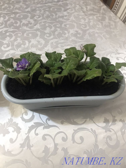 Violets! indoor plants! Astana - photo 2