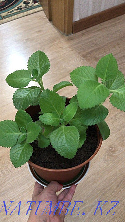 Mint indoor plant! Astana - photo 1