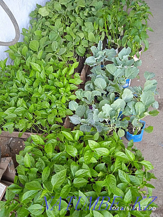 Vegetables of different varieties, as well as flowers  - photo 2