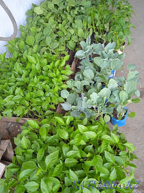 Vegetables of different varieties, as well as flowers  - photo 2