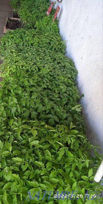 Vegetables of different varieties, as well as flowers  - photo 1