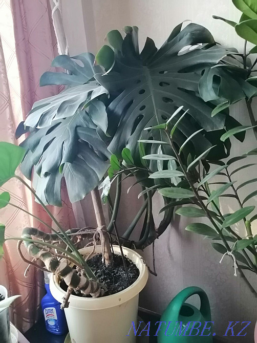 Monstera big Aqtau - photo 2