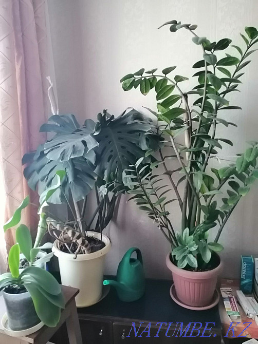 Monstera big Aqtau - photo 3