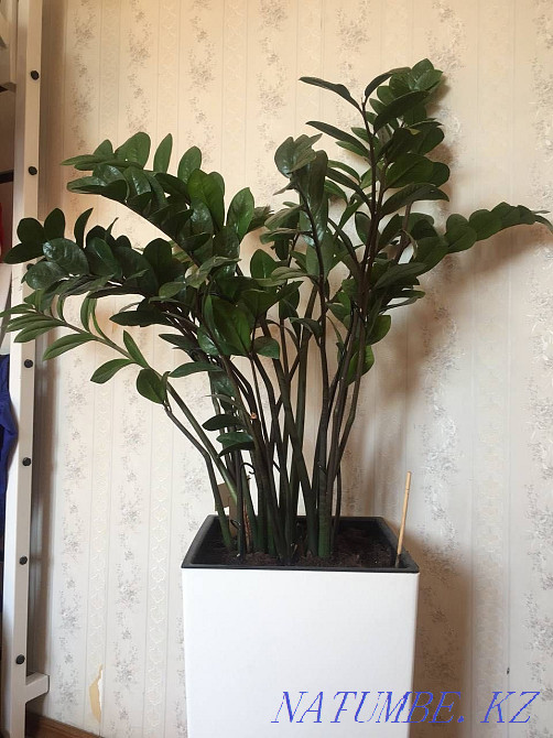 Zamioculcas in a pot 1 meter Almaty - photo 1