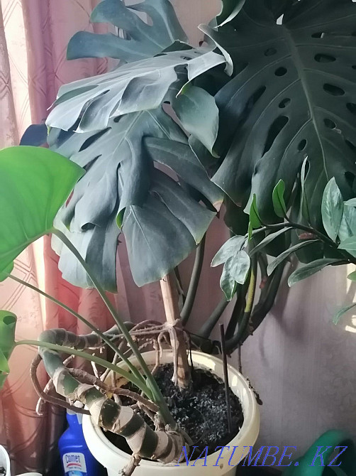 Sell indoor flowers Aqtau - photo 5