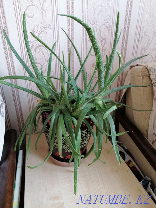 Sell indoor flowers Aqtau - photo 3