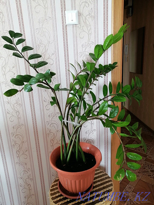 Sell indoor flowers Aqtau - photo 1