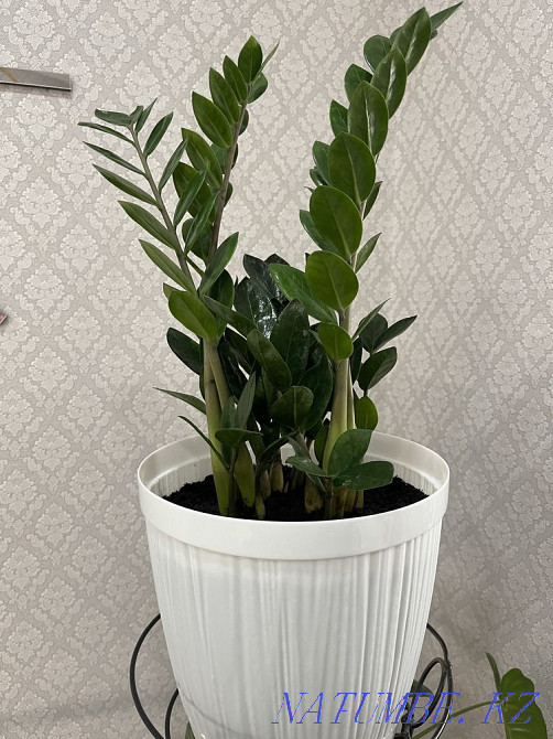 Beautiful indoor flowers Aqtau - photo 2