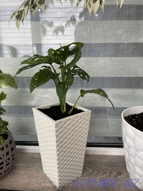 Beautiful indoor flowers Aqtau - photo 3