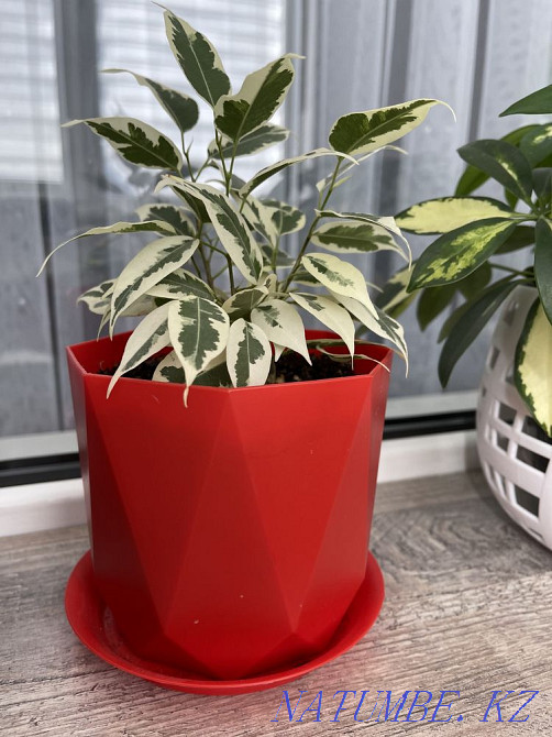 Beautiful indoor flowers Aqtau - photo 7