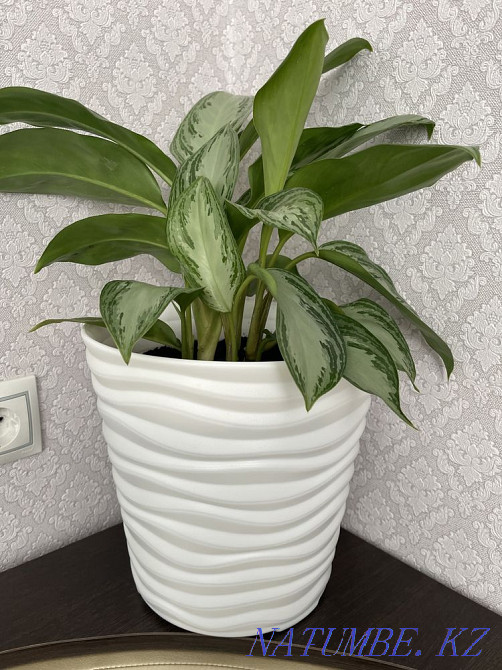 Beautiful indoor flowers Aqtau - photo 4