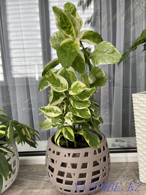 Beautiful indoor flowers Aqtau - photo 8