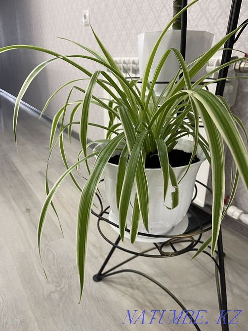 Beautiful indoor flowers Aqtau - photo 5