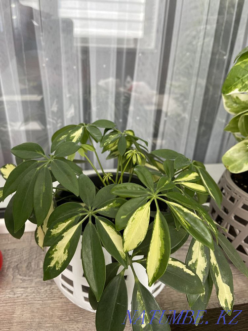 Beautiful indoor flowers Aqtau - photo 6