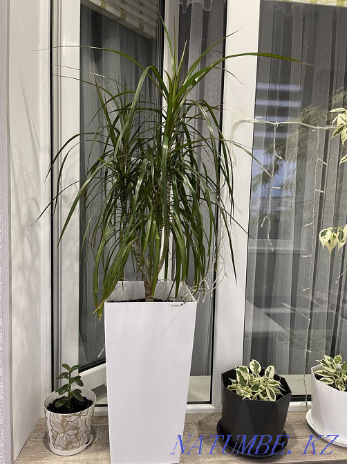 Beautiful indoor flowers Aqtau - photo 1