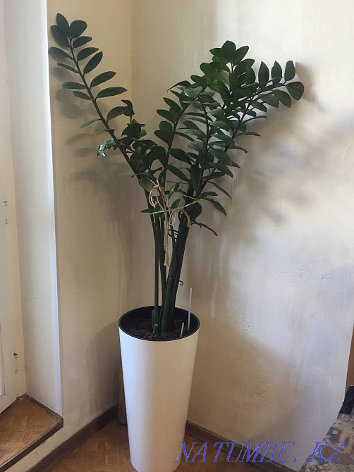 Zamioculcas in a pot 1 meter Almaty - photo 1