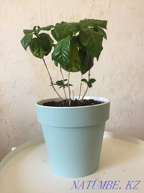 coffee plant in a pot Almaty - photo 1