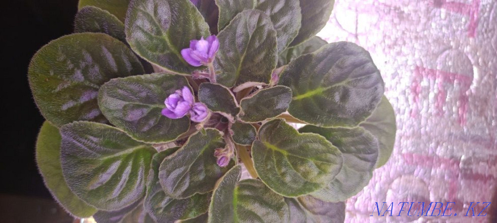 Sell violet Almaty - photo 1