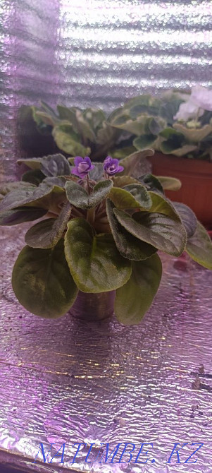 Sell violet Almaty - photo 3