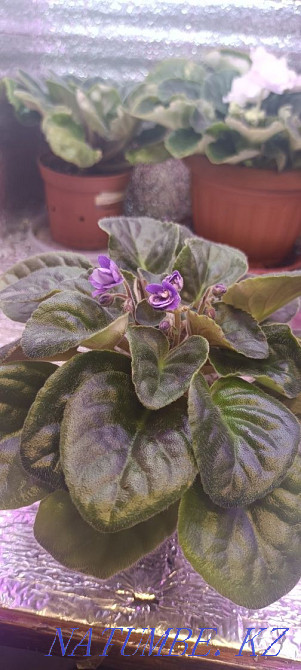 Sell violet Almaty - photo 2