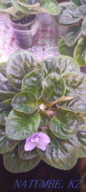 Sell violet Almaty - photo 4