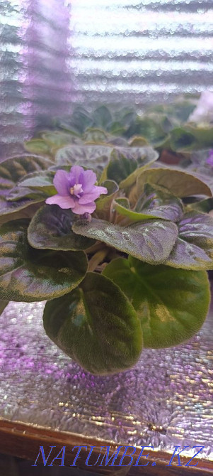 Sell violet Almaty - photo 5