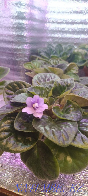 Sell violet Almaty - photo 6