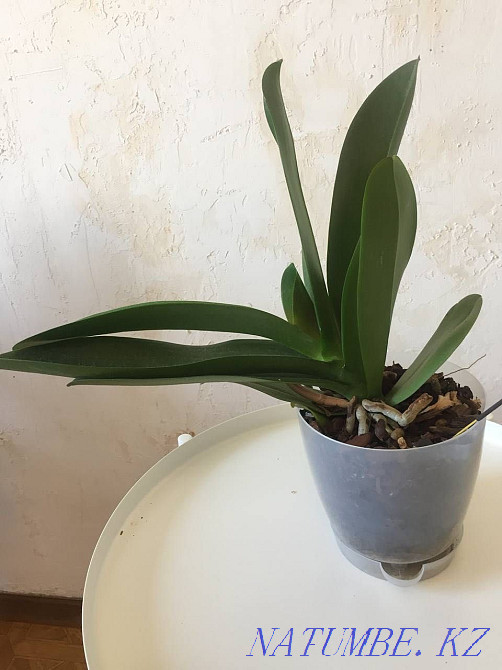 Orchid in a pot Almaty - photo 1