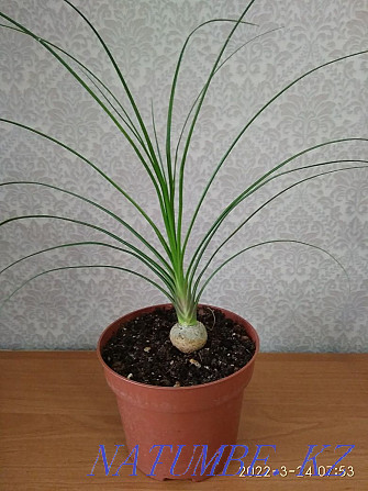 Комнатное растение Нолина ( Бакорнея) Темиртау - изображение 2