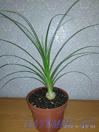 Комнатное растение Нолина ( Бакорнея) Темиртау - изображение 1