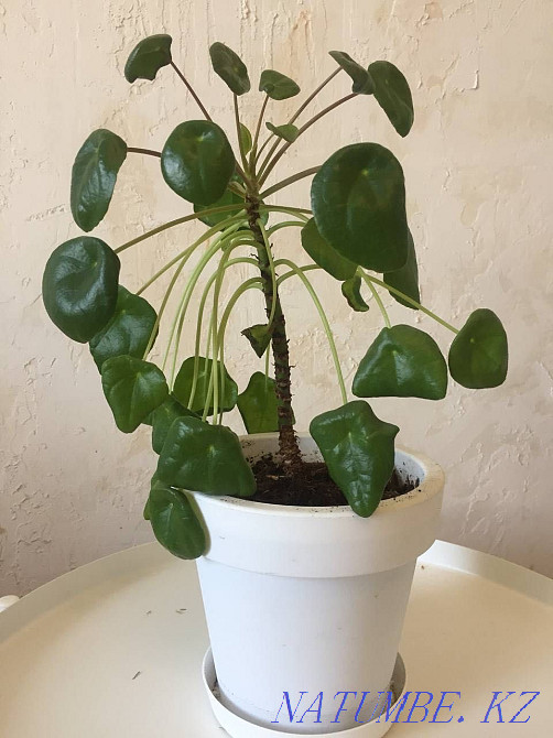 Кастрюльде сатылады  Алматы - изображение 1