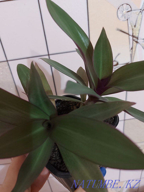 Indoor flower reo Petropavlovsk - photo 2