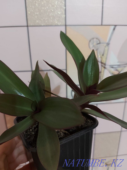 Indoor flower reo Petropavlovsk - photo 1