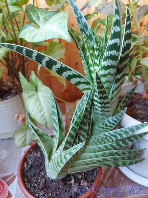 Түрлі жолбарыс қызыл  Петропавл - изображение 2