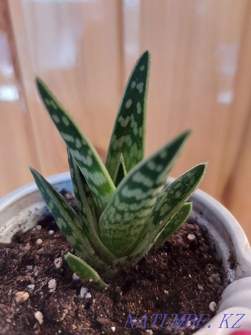 Түрлі жолбарыс қызыл  Петропавл - изображение 1