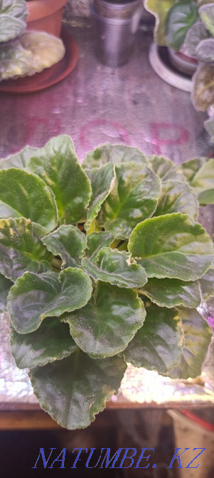 Sell violet Almaty - photo 4